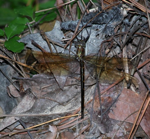 Female, teneral
2003_06_15_Floyd